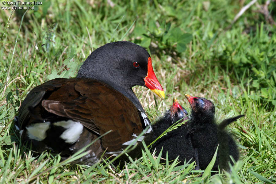 Gallinule poule-d'eauadulte