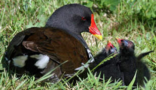 Gallinule poule-d'eau