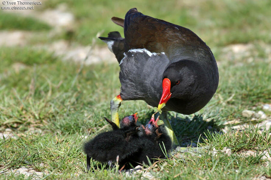 Gallinule poule-d'eauadulte