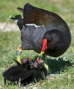 Common Moorhen