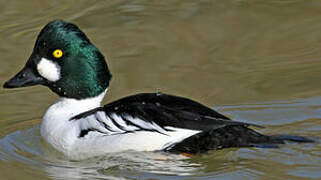 Common Goldeneye