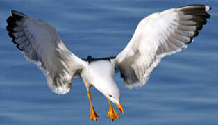 Lesser Black-backed Gull