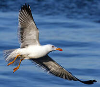 Lesser Black-backed Gull