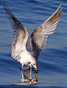 Common Gull