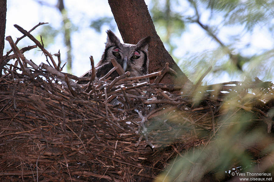 Verreaux's Eagle-Owl