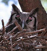 Verreaux's Eagle-Owl