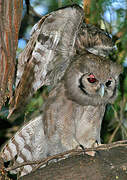 Verreaux's Eagle-Owl