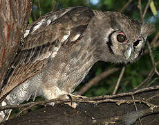 Verreaux's Eagle-Owl