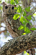 Greyish Eagle-Owl
