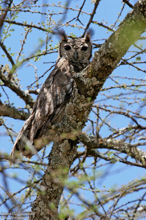 Greyish Eagle-Owladult