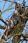 Greyish Eagle-Owl