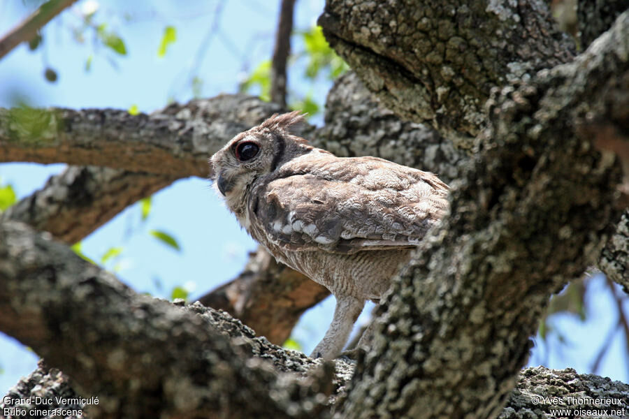 Greyish Eagle-Owladult