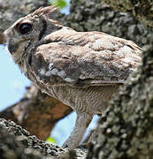 Greyish Eagle-Owl