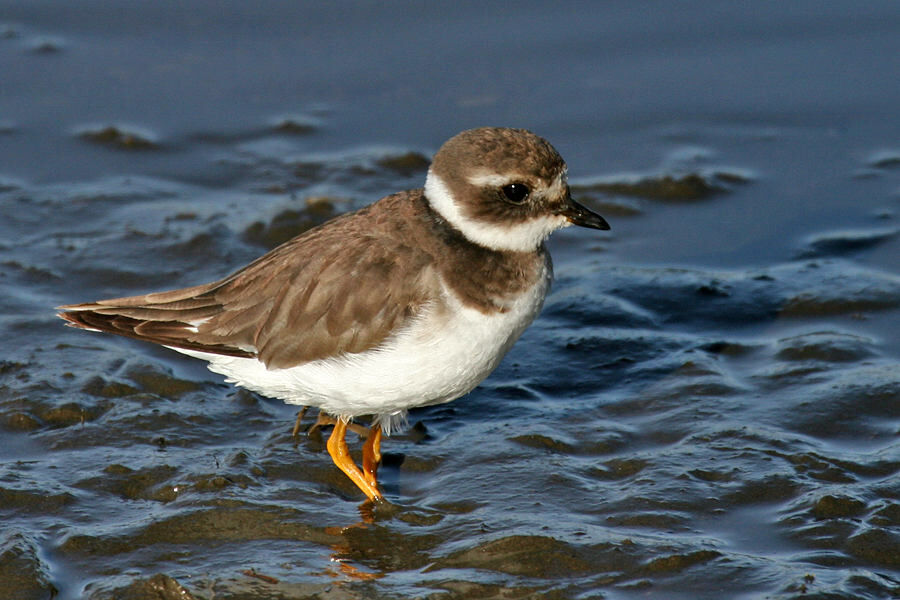 Common Ringed Plover