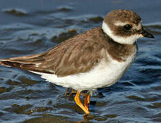 Common Ringed Plover