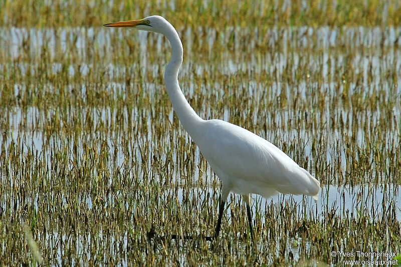 Great Egret