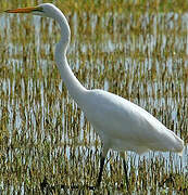 Great Egret