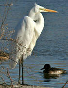 Great Egret