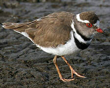 Three-banded Plover