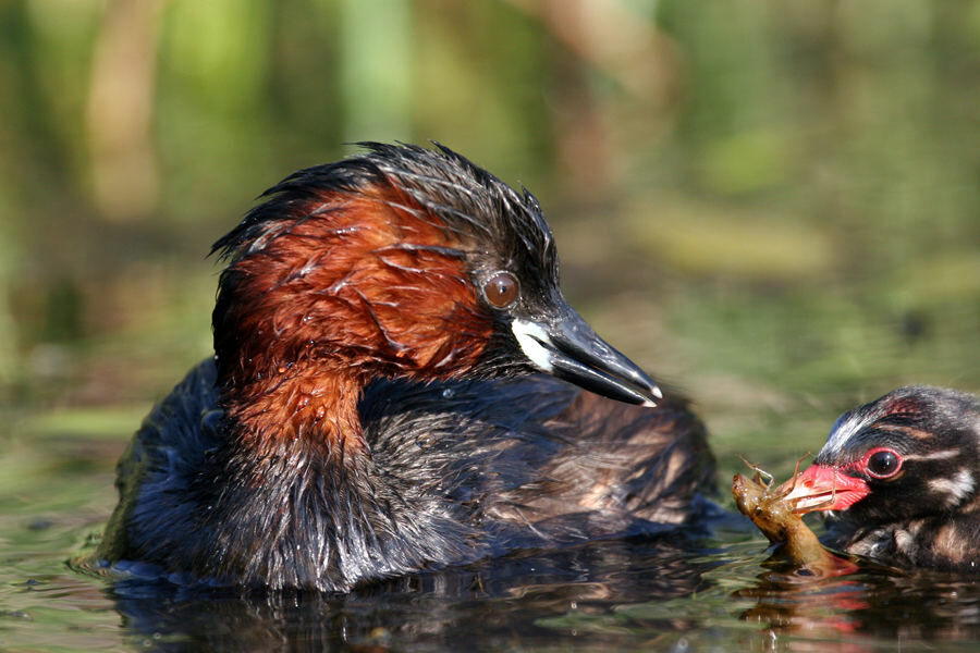 Little Grebe