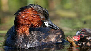 Little Grebe