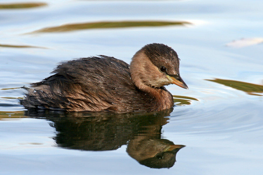 Little Grebe