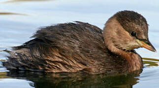 Little Grebe