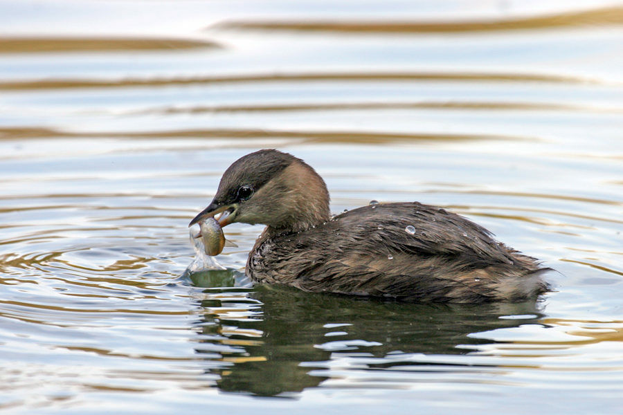 Little Grebe