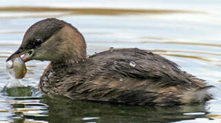 Little Grebe