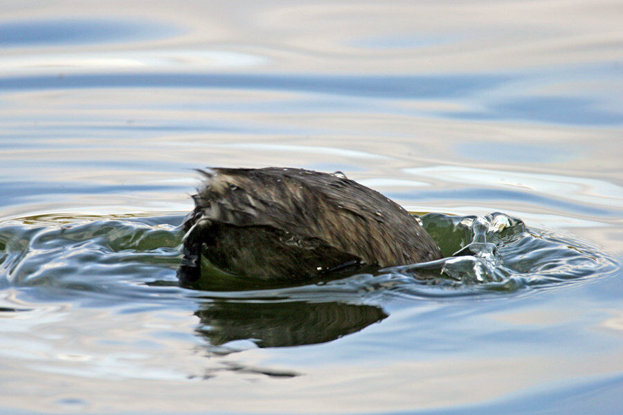 Little Grebe