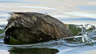 Little Grebe