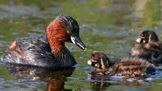 Little Grebe