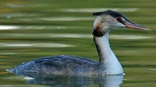 Great Crested Grebe