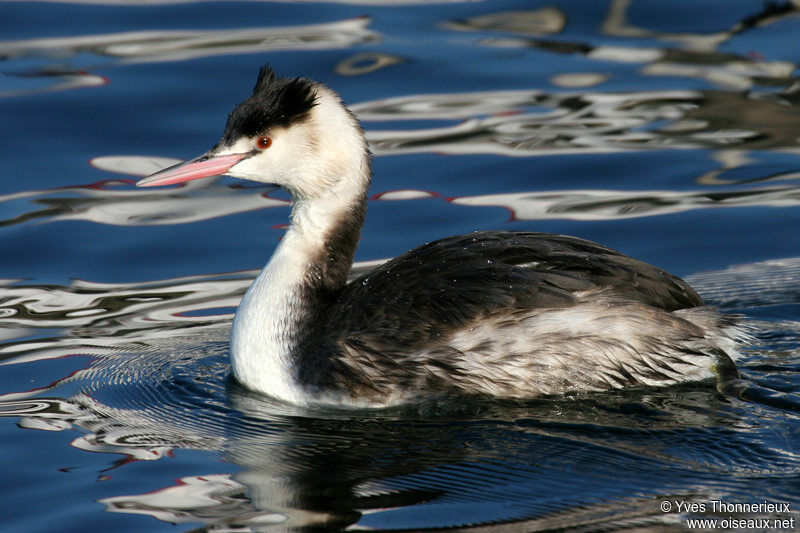 Great Crested Grebe