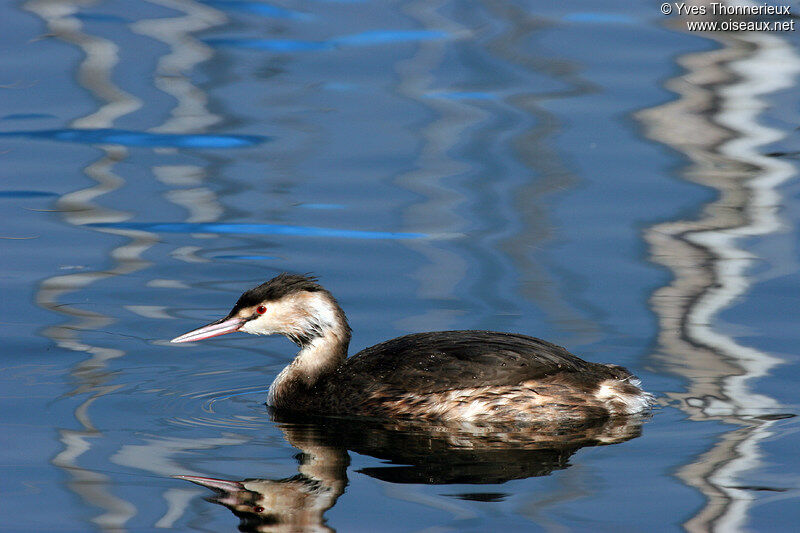 Great Crested Grebe