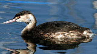 Great Crested Grebe