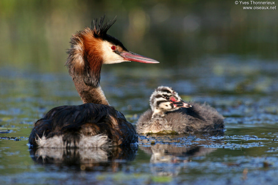 Great Crested Grebeadult