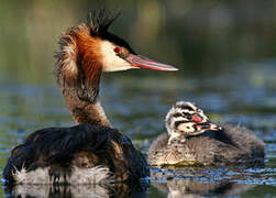 Great Crested Grebe