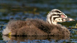 Great Crested Grebe