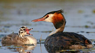 Great Crested Grebe