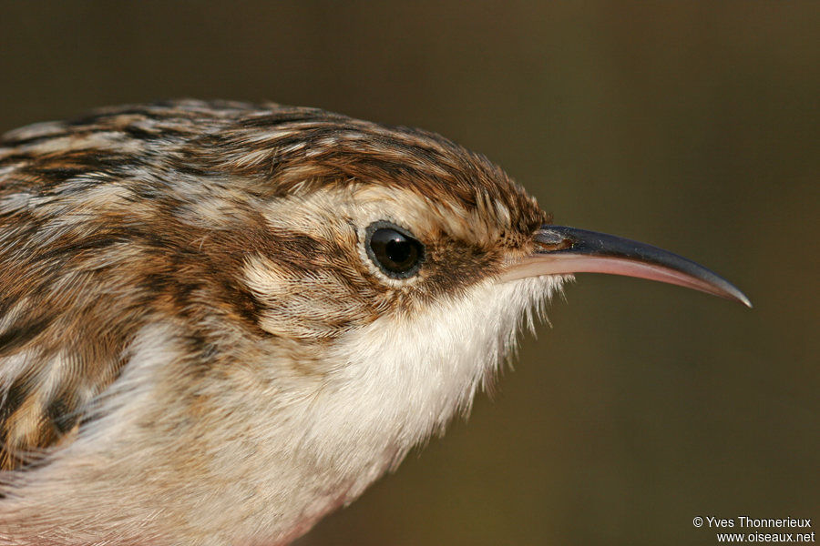 Short-toed Treecreeperadult