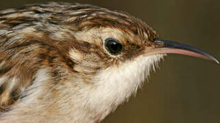 Short-toed Treecreeper