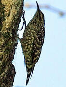 Indian Spotted Creeper