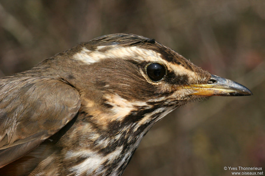 Redwingadult