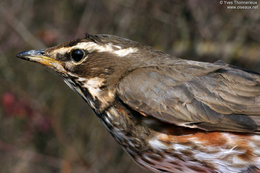 Redwingadult