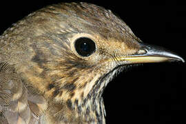 Song Thrush