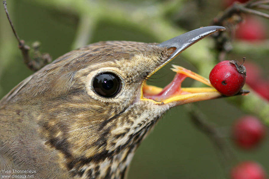 Song Thrush, close-up portrait, feeding habits