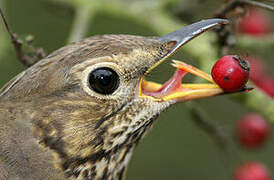 Song Thrush