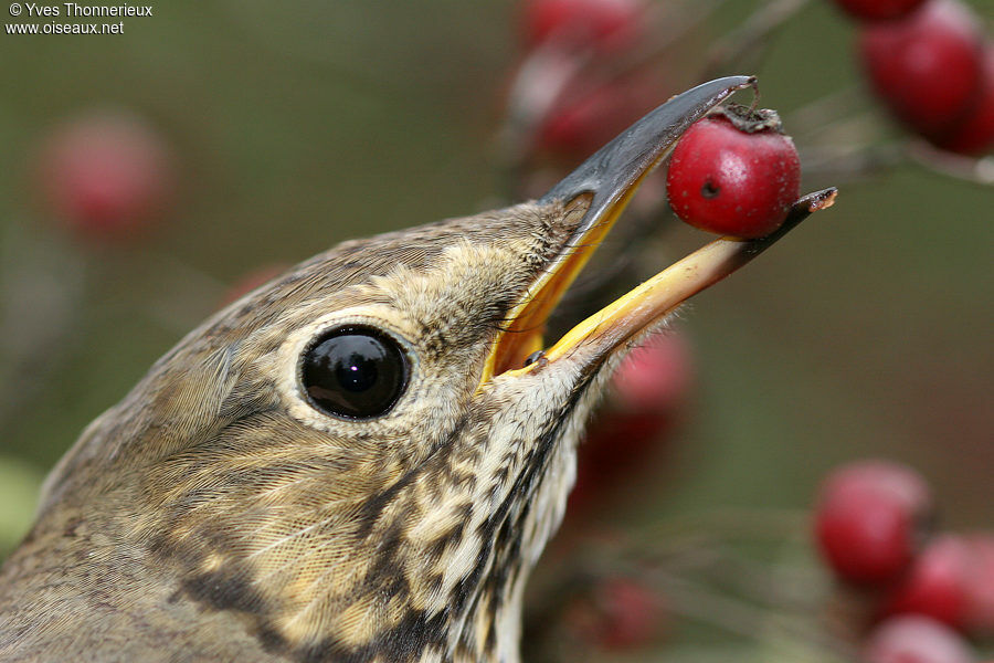 Song Thrush