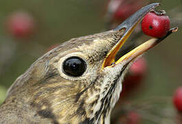 Song Thrush